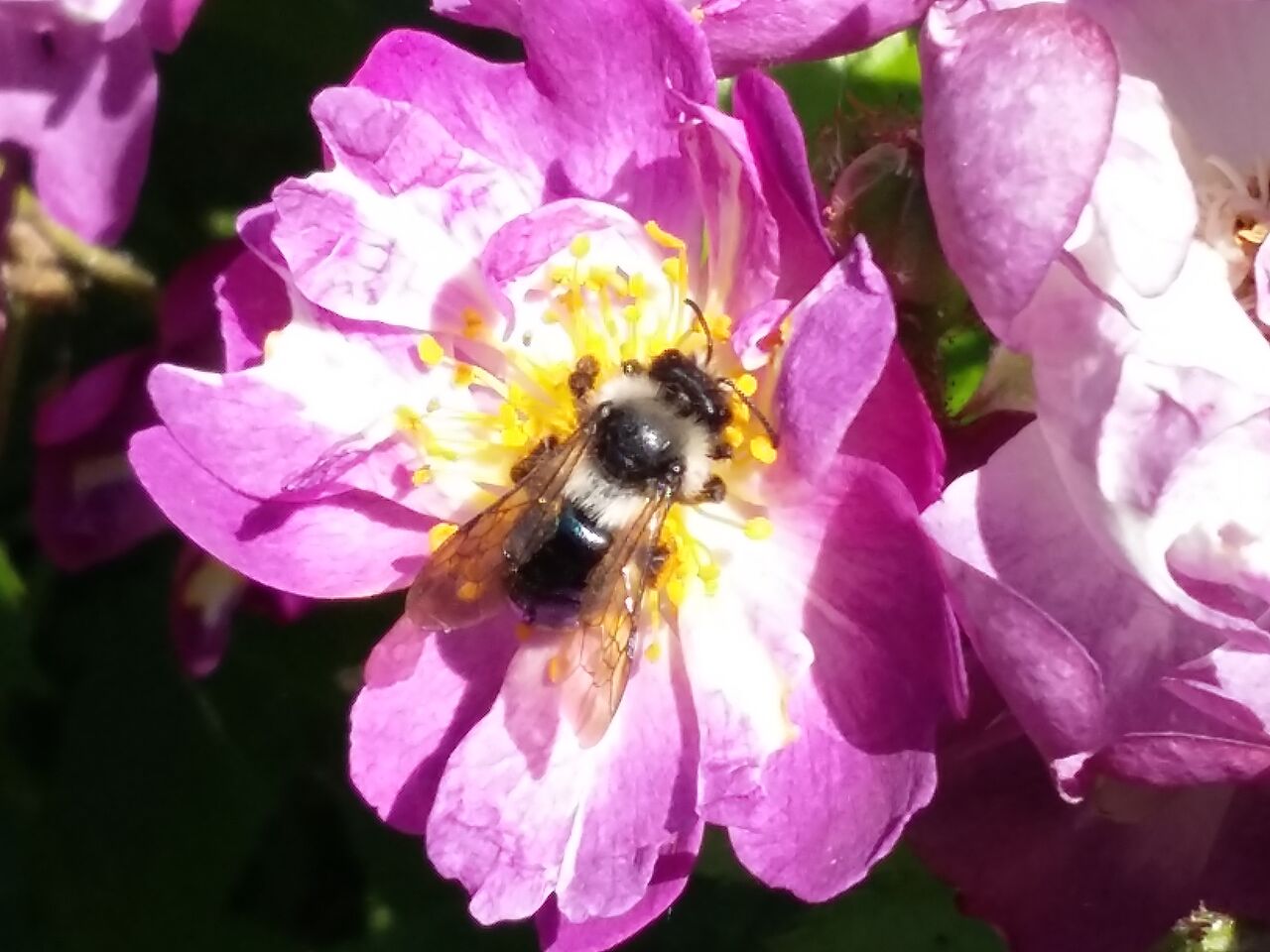 Ashy Mining Bee 2017-06-17 10.55.53