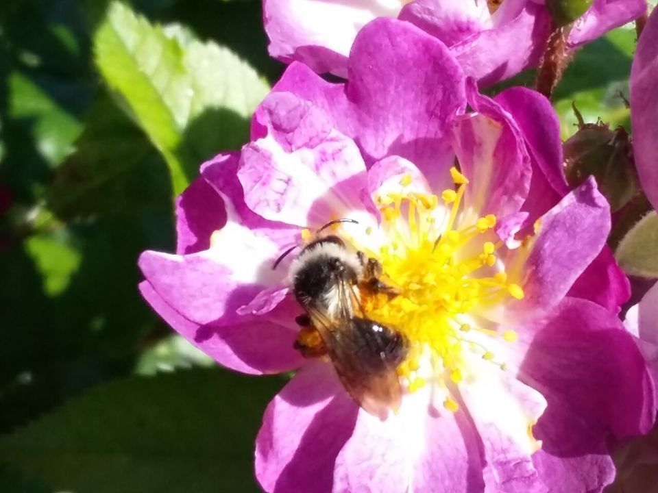 Ashy Mining Bee 2017-06-17 10.56.10
