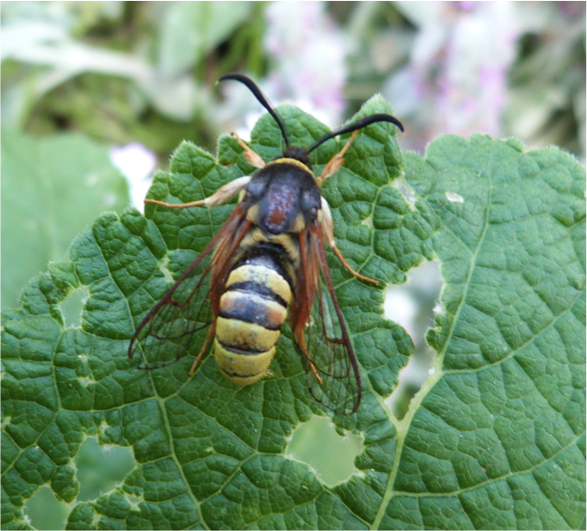 Lunar Hornet Moth cropped