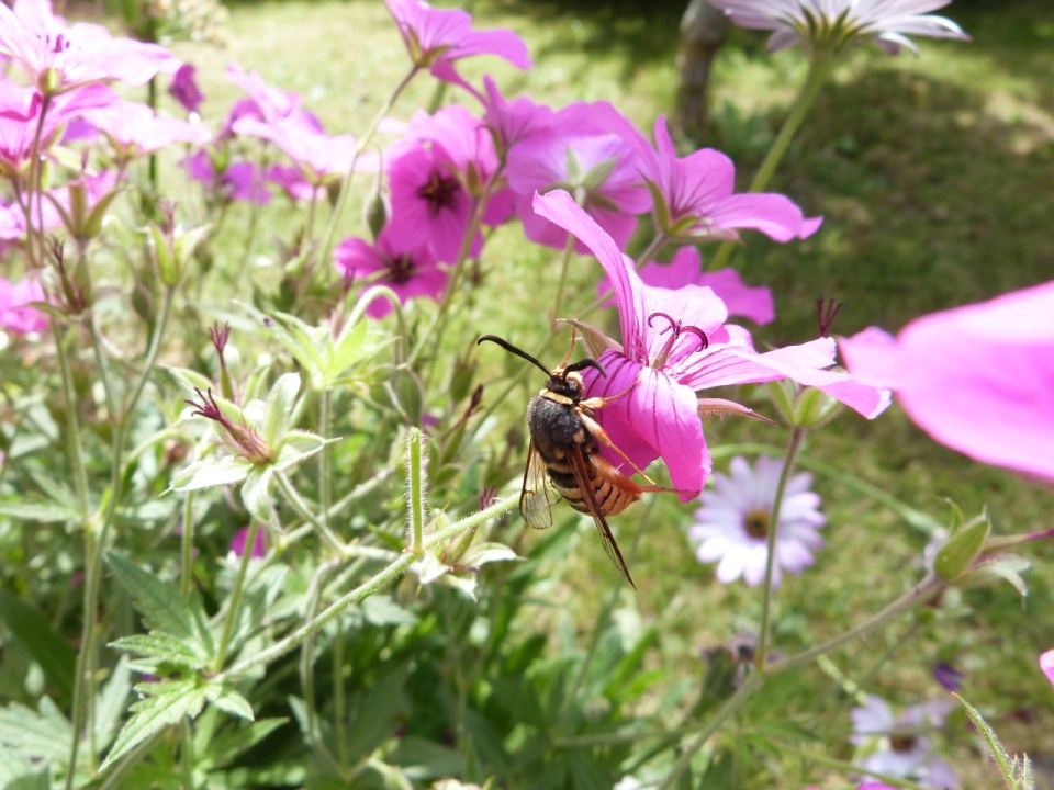 Lunar Hornet Moth on GeraniumP1040014