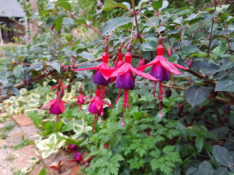 fucksia not fewsha 20171012_080602_001_preview