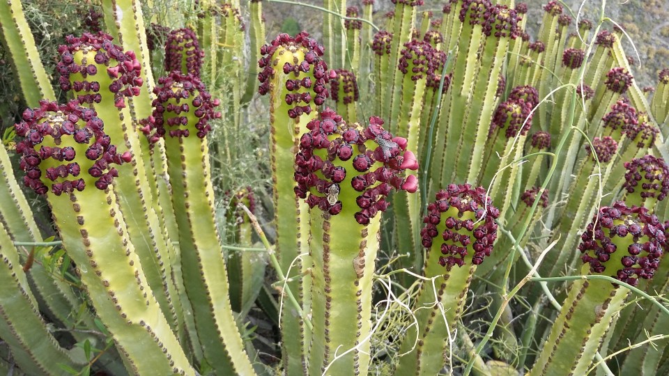 Euphorbia canariensis pollinators 2016-04-29 17 58 00