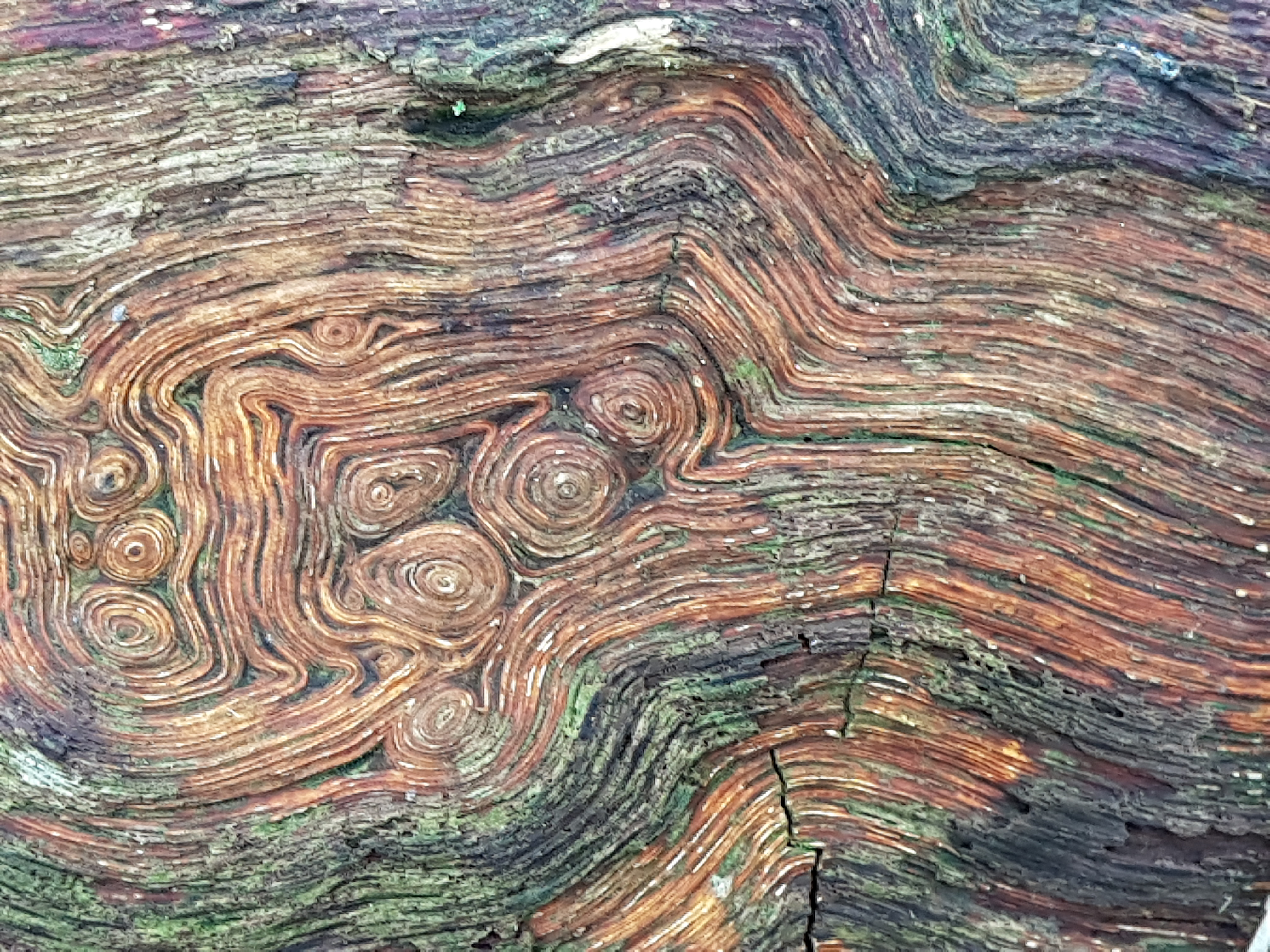 Metaphors in oak.png