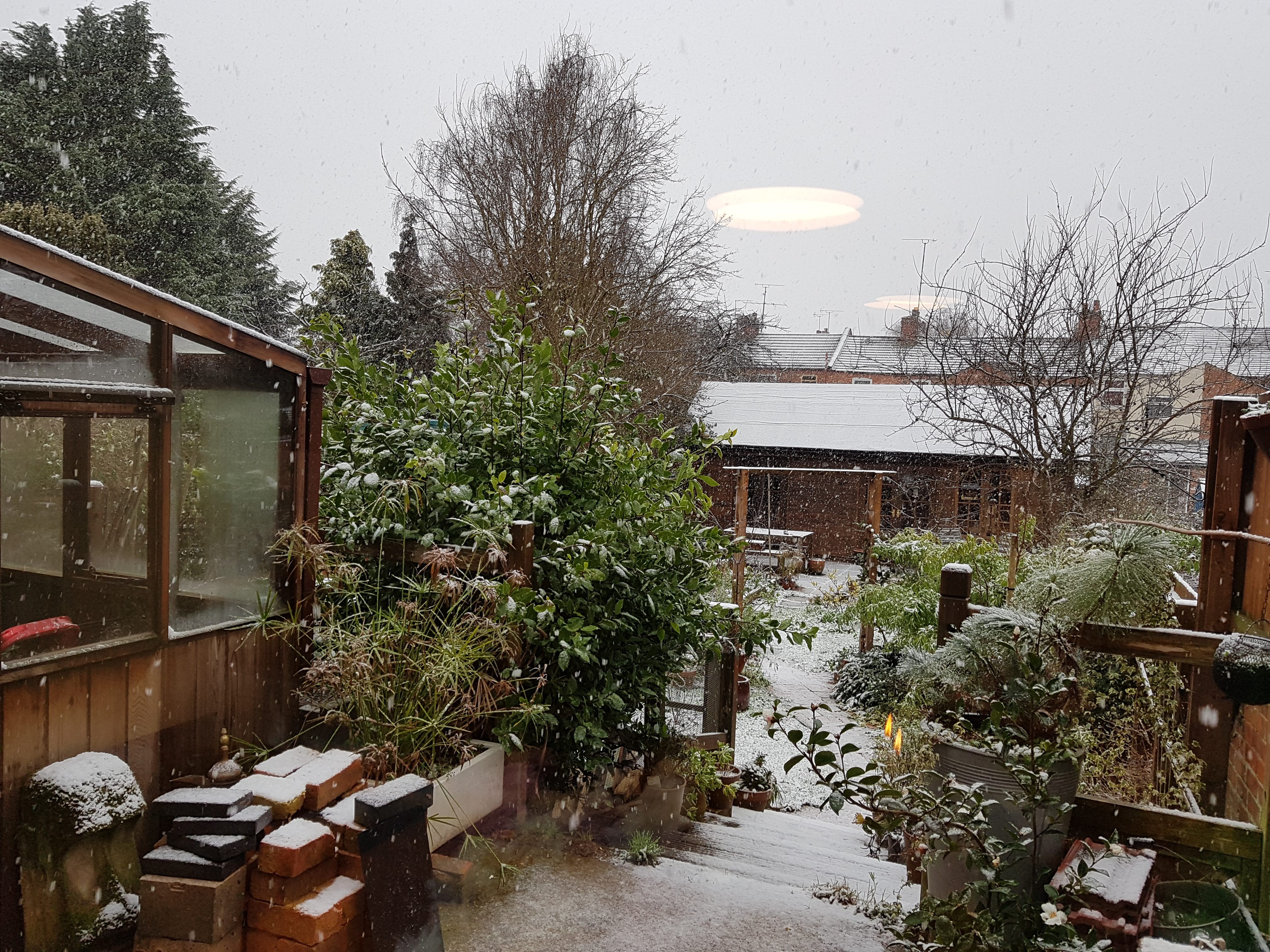 Snow in the garden 2018-01-21 11.20.48.png