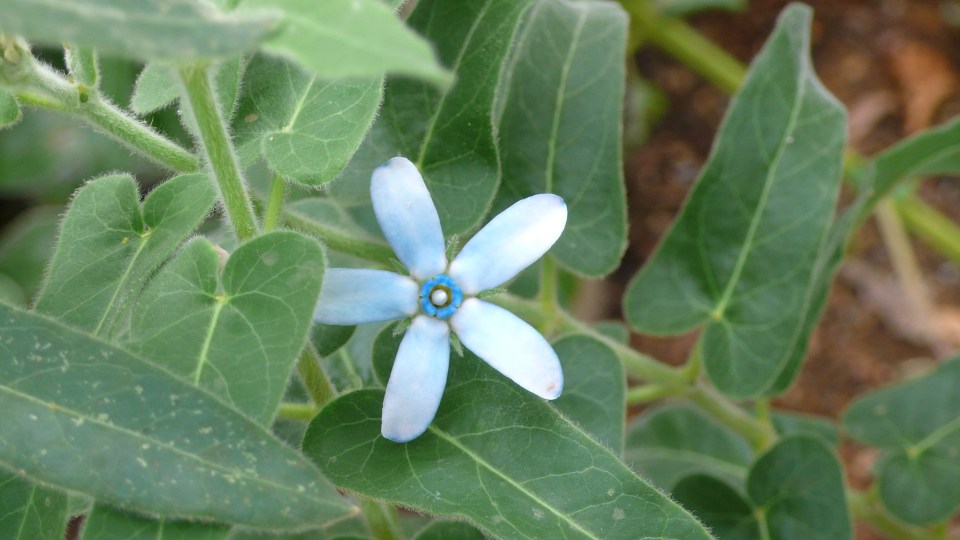 Tweedia caerulea - OBG 2014-11-06 11.33.14