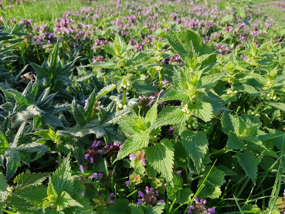 Tractor 2 2018-04-18 08.24.16