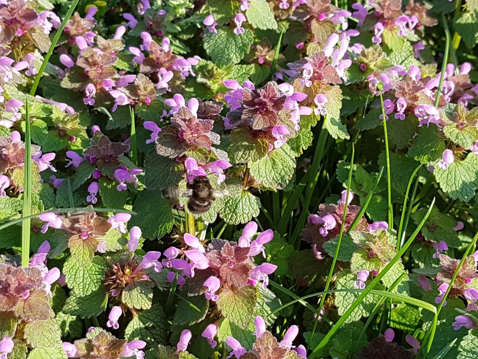 Tractor 3 - 2018-04-18 08.23.53