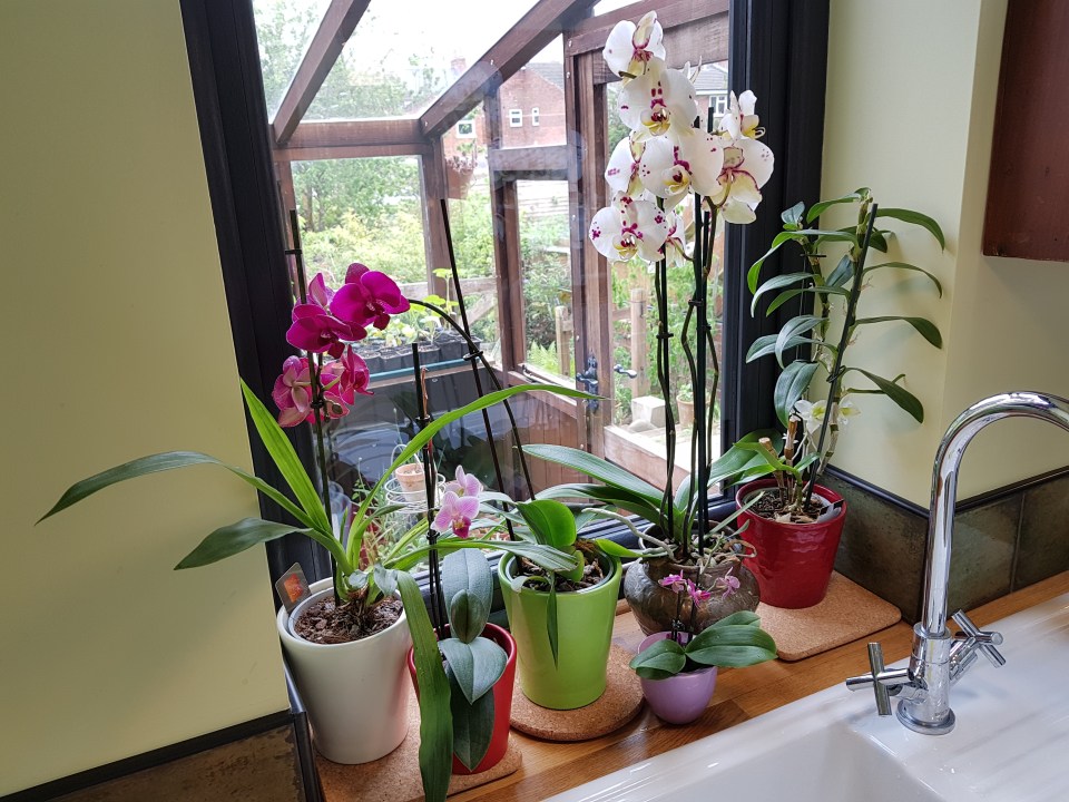 Orchids 20180512_112533.jpg