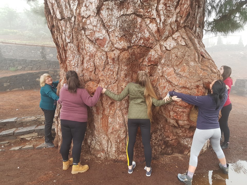 Pino Gordo 2018-04-24 12.10.50.jpg