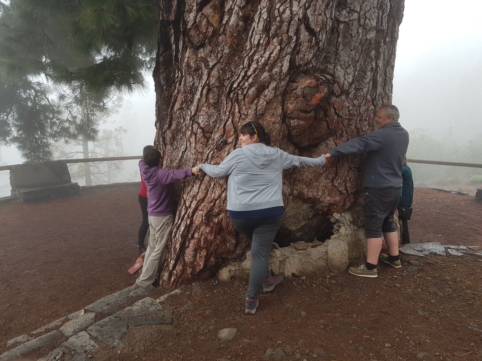 Pino Gordo 2018-04-24 12.11.09.jpg