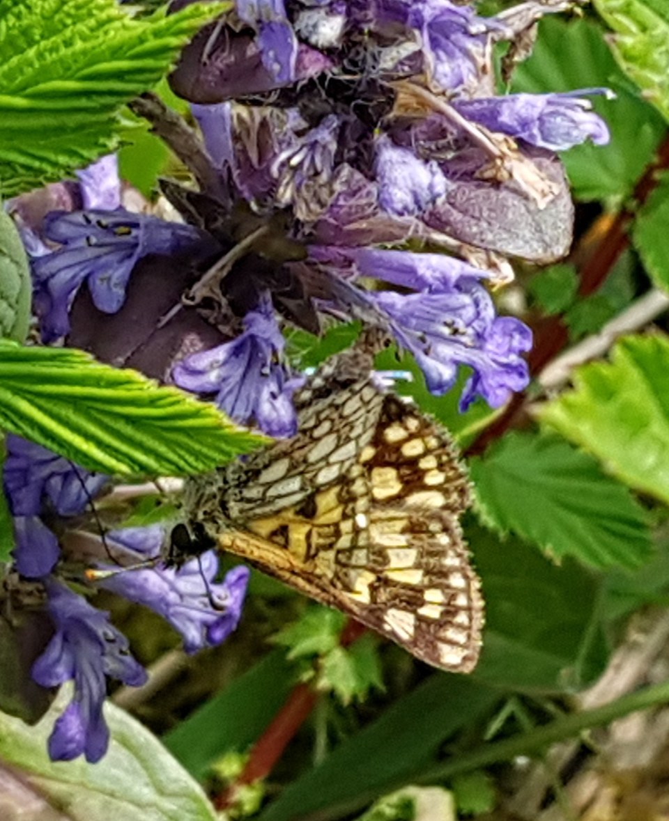 Skipper nectaring 2018-05-26 13.06.08