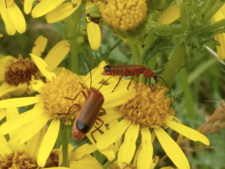 Soldier beetles
