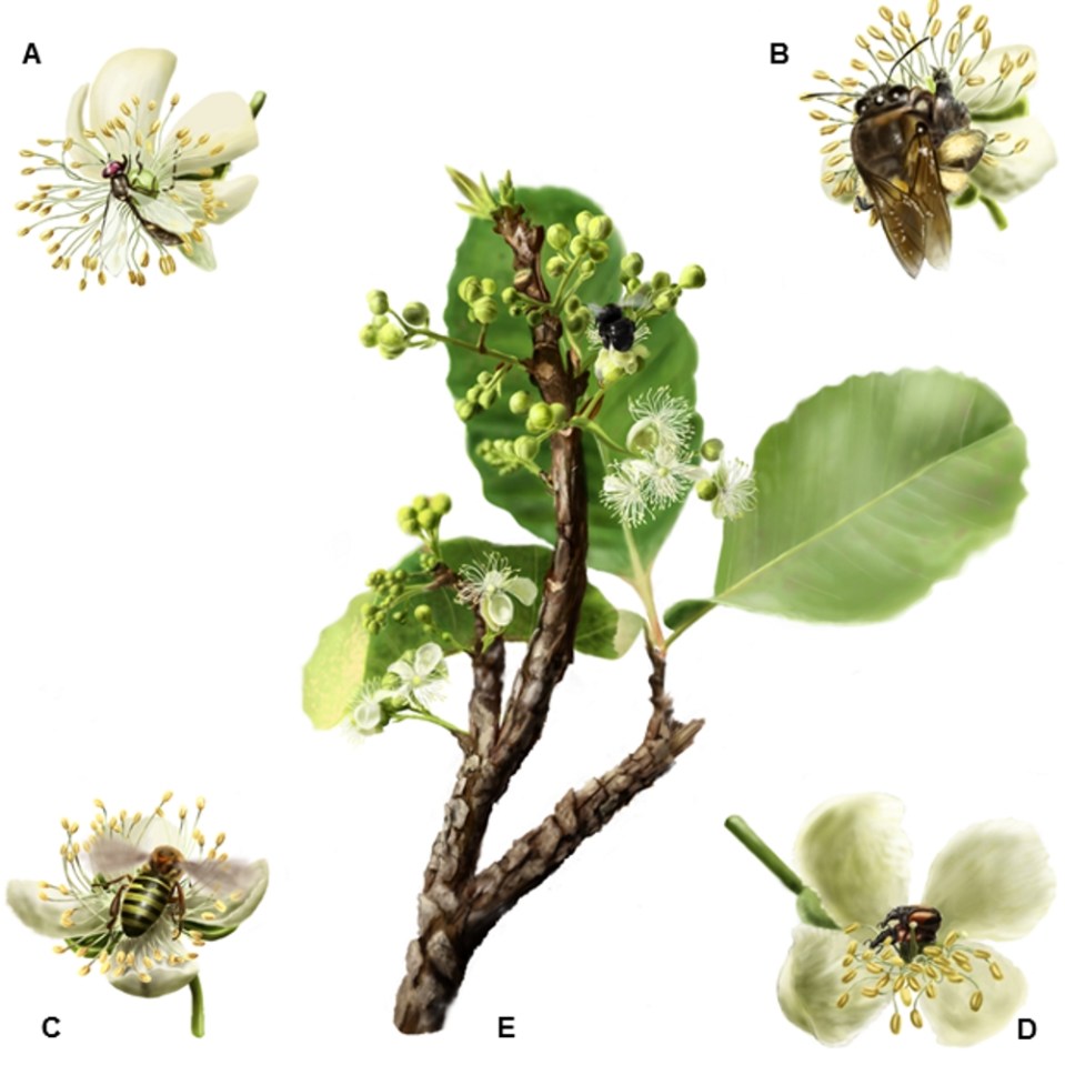 Curatella image by Pedro Lorenzo