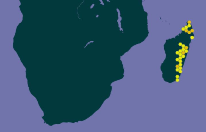 cynanchum obovatum from gbif