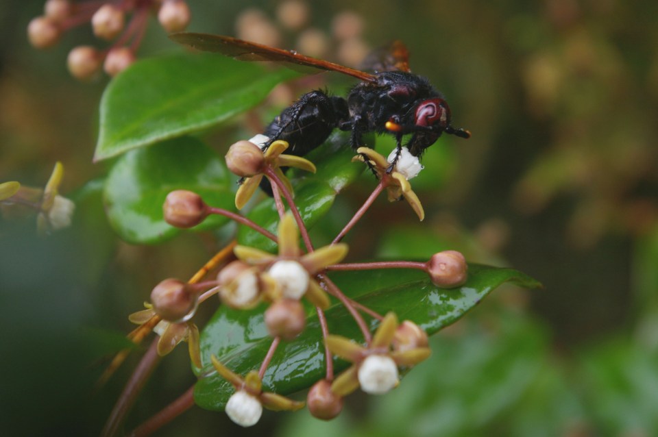 cynanchum obovatum with wasp_madag -angavokely_meve 1