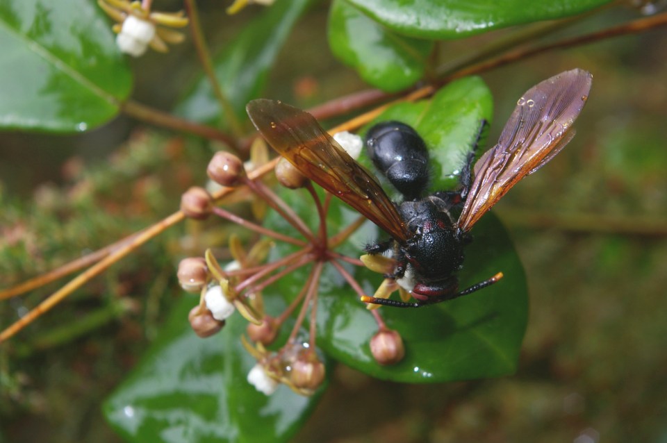 cynanchum obovatum with wasp_madag -angavokely_meve 2