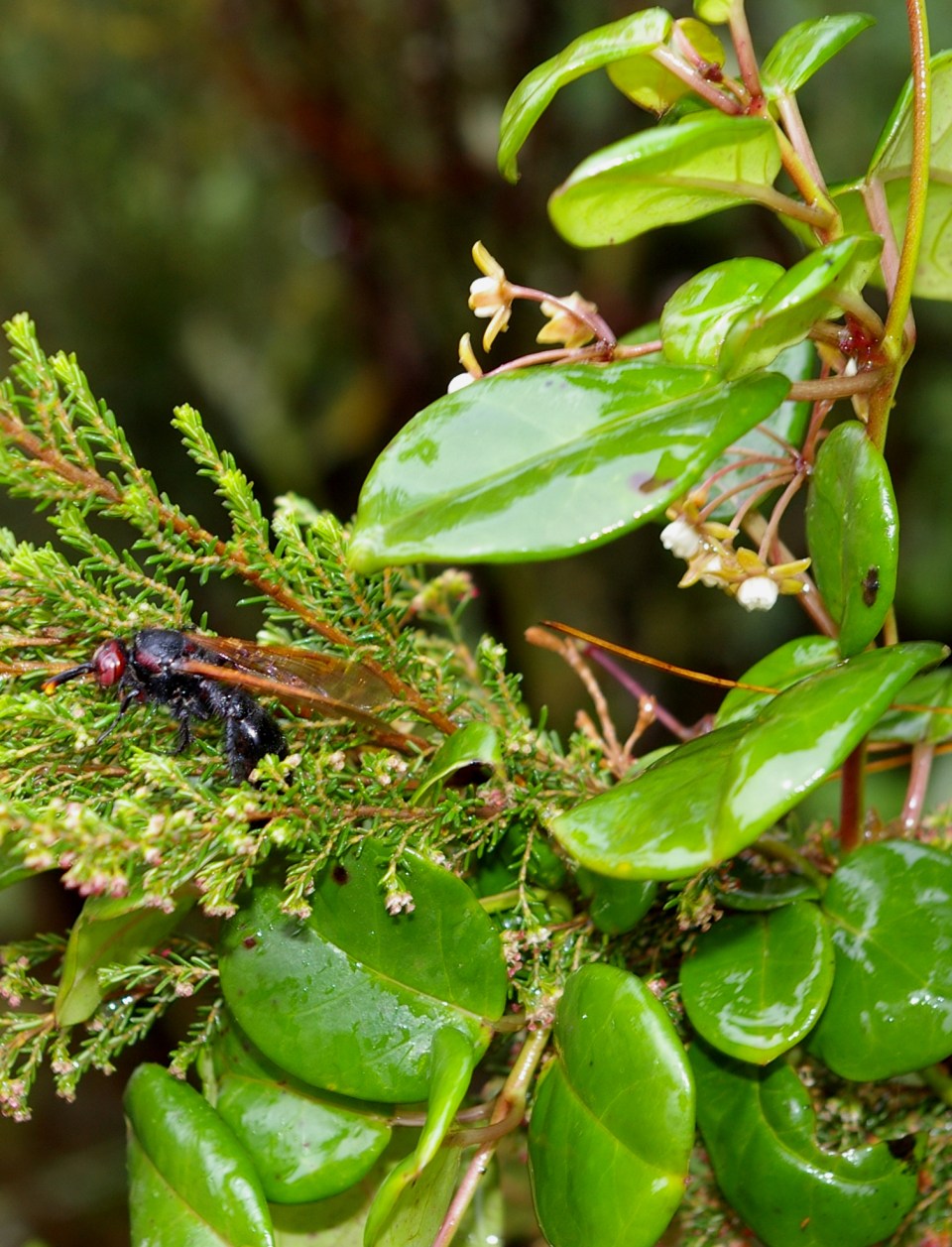 cynanchum obovatum with wasp_madag -angavokely_meve 3