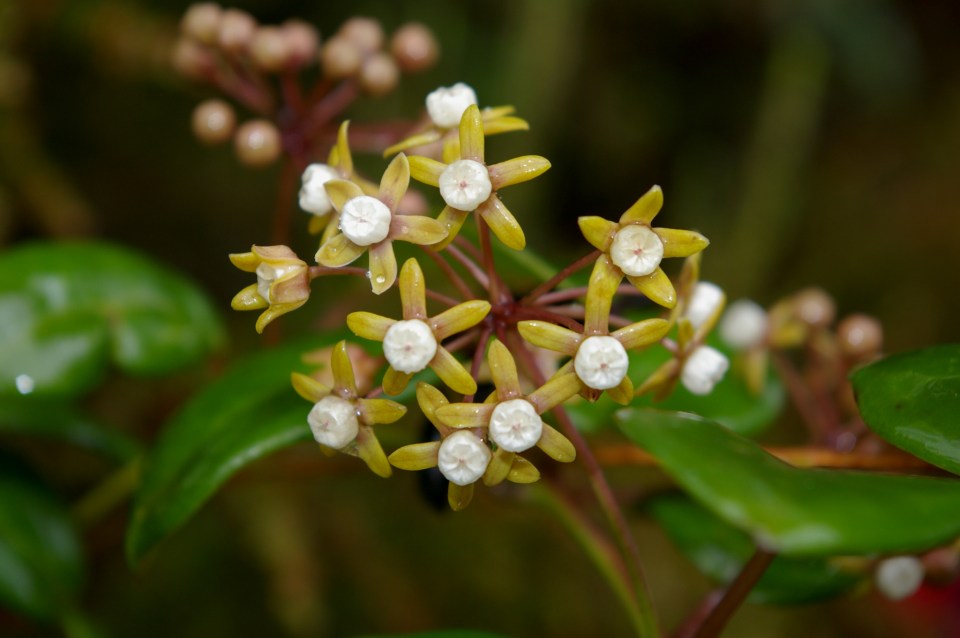 cynanchum obovatum_madag - angavokely_meve