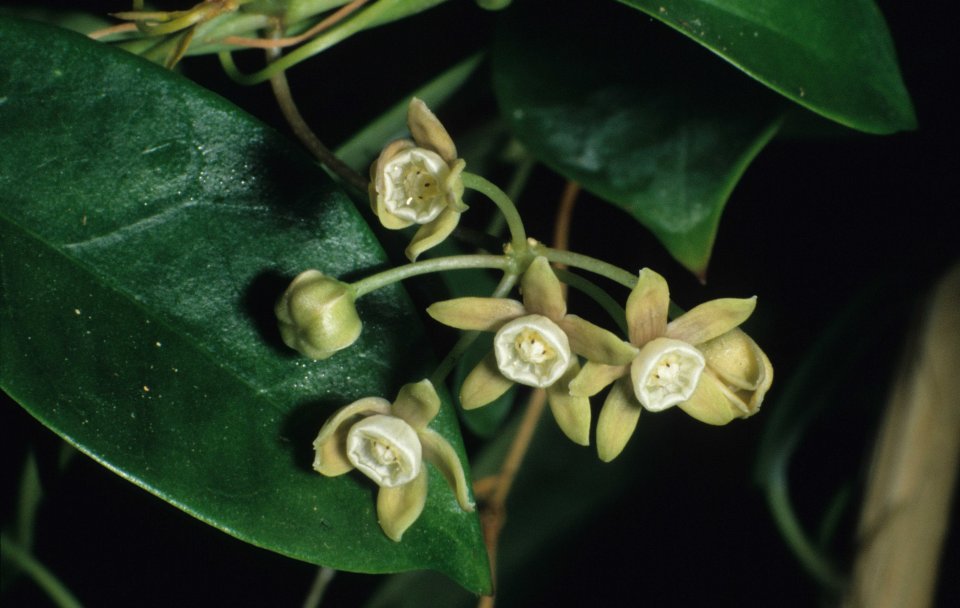 cynanchum repandum sl 2867_low