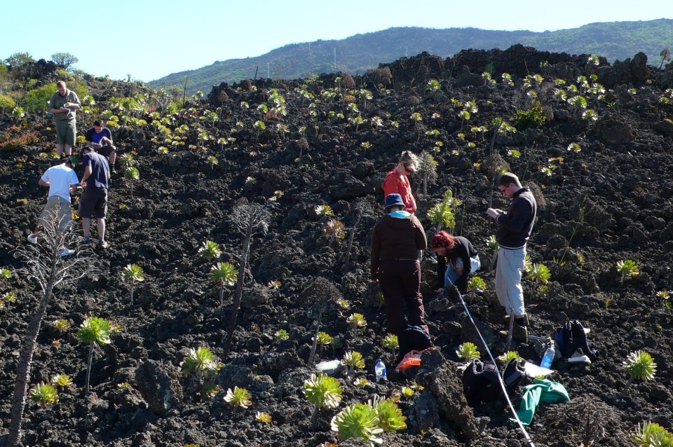 Figure 1 - Tenerife 2008 - students on the Aeonium field - lo res