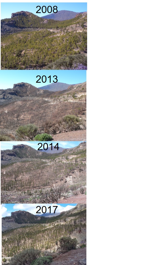 Figure 2 - Pine forest burn sequence.jpg