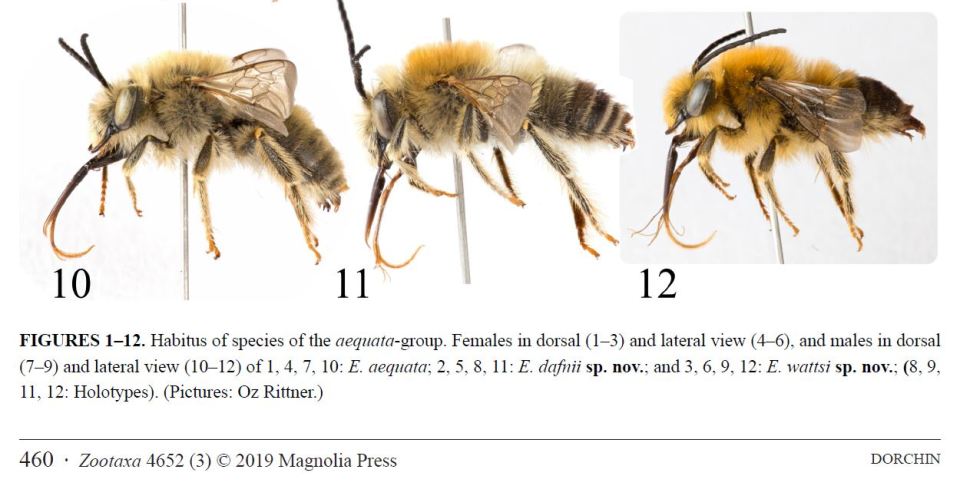 New Eucera species