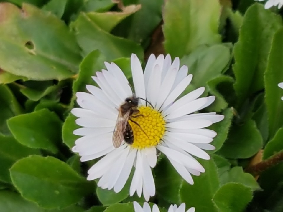 Andrena bicolor